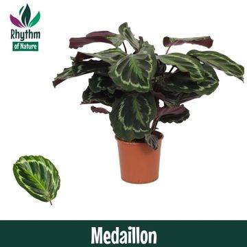 Calathea 'Medallion'