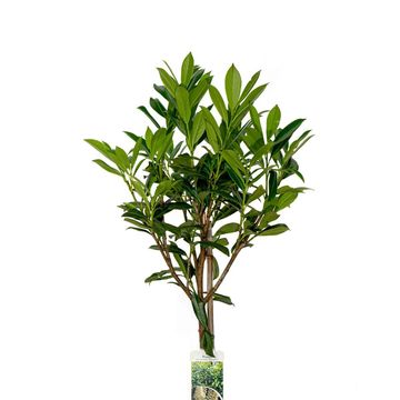Prunus laurocerasus 'Caucasica'