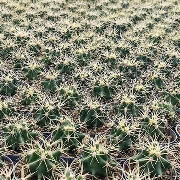Ferocactus glaucescens