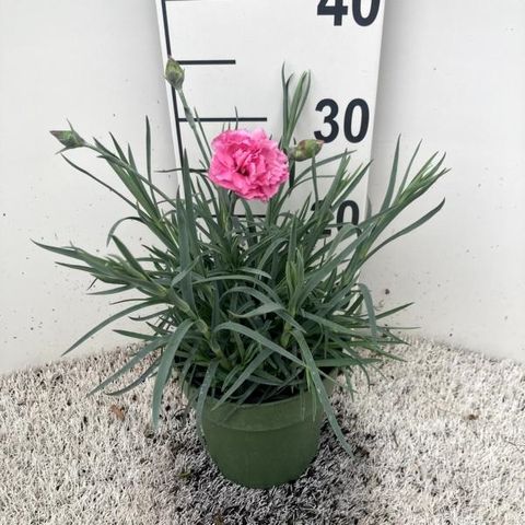 Dianthus DEVON COTTAGE PINK