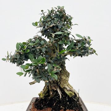 Olea europaea sylvestris