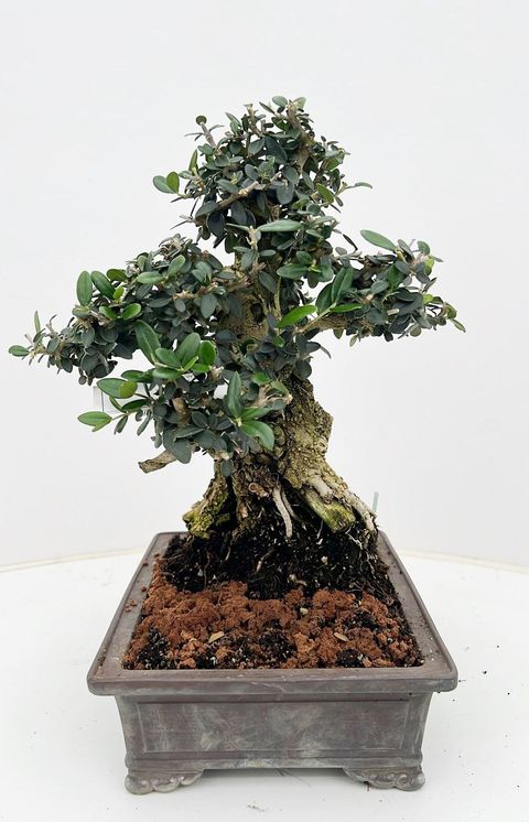 Olea europaea sylvestris