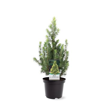 Picea glauca 'Daisy's White'