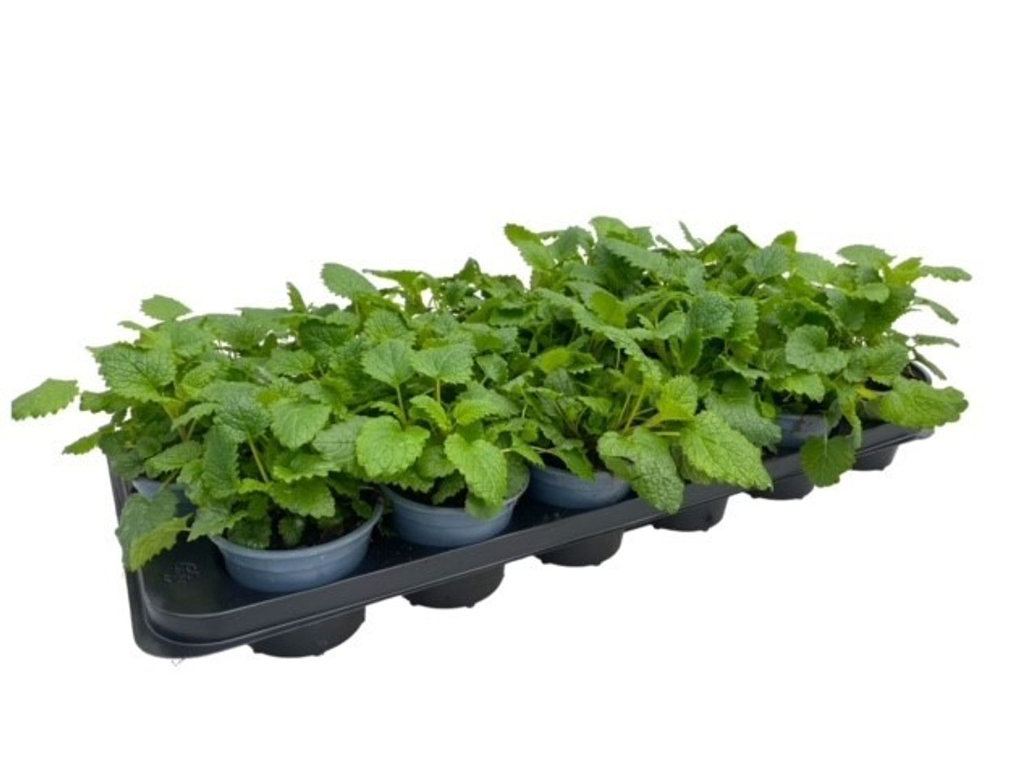 Melissa Officinalis — Plant Wholesale FlorAccess