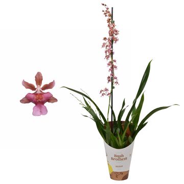 Oncidium MIX