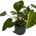 Philodendron verrucosum 'Incensi'