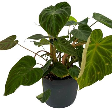 Philodendron verrucosum 'Incensi'