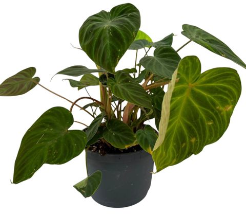Philodendron verrucosum 'Incensi'