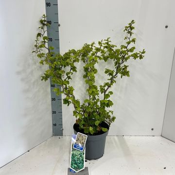 Corylus avellana 'Twister'