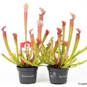 Sarracenia 'Stevensii'