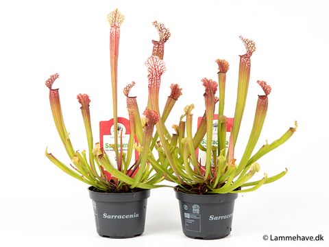 Sarracenia 'Stevensii'