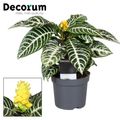 Aphelandra squarrosa 'Dania'