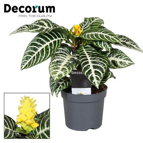 Aphelandra squarrosa 'Dania'