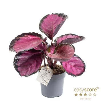 Calathea roseopicta 'Rosy'