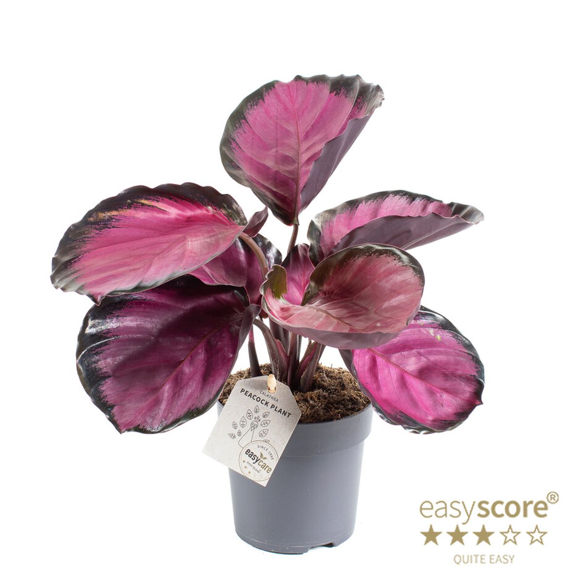 Calathea roseopicta 'Rosy'  Pflanzengrohandel FlorAccess