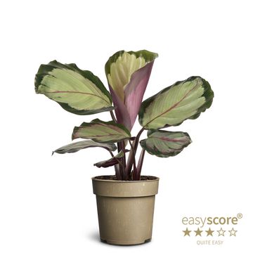 Calathea 'Corona'