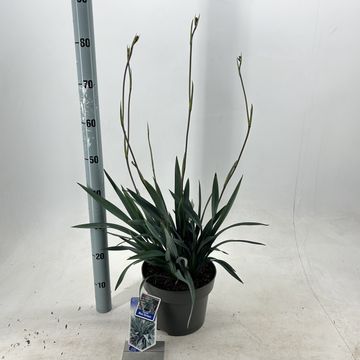 Dianella BLUE STREAM