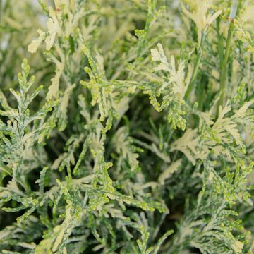 Chamaecyparis lawsoniana 'Pearly Swirls'