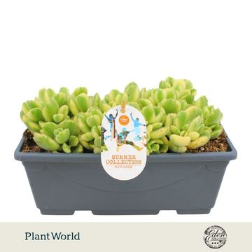 Cotyledon ladismithiensis 'Variegata'