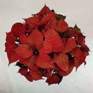 Euphorbia pulcherrima CHRISTMAS FEELINGS DARK RED