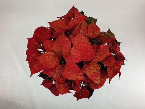 Euphorbia pulcherrima CHRISTMAS FEELINGS DARK RED