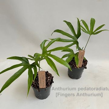 Anthurium pedatoradiatum