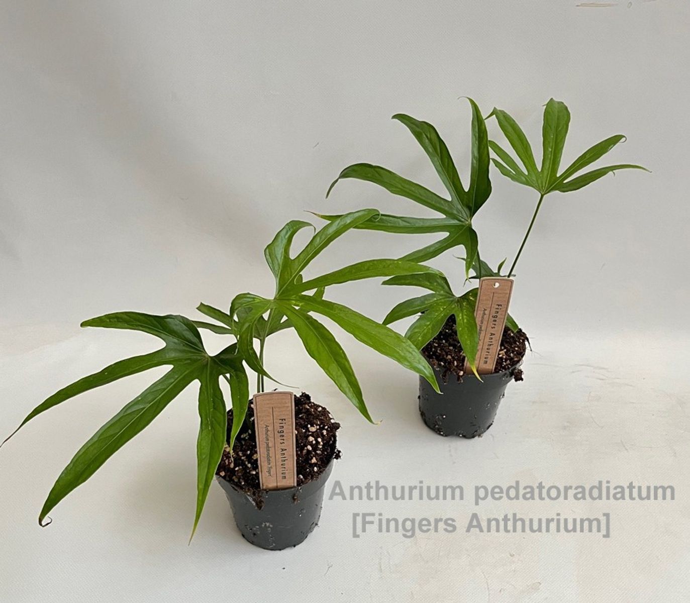 elephant ear plant care indoor Alocasia California Plant  Jumbo Elephant Ear for Sale  Tropical Plants  of Florida
