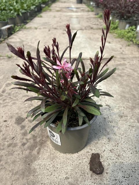 Gaura lindheimeri 'Gambit Compact Pink'