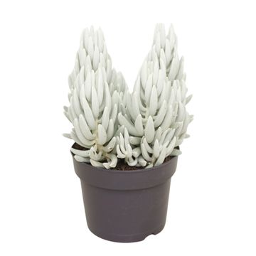 Senecio haworthii 'Mont Blanc'