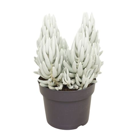 Senecio haworthii 'Mont Blanc'