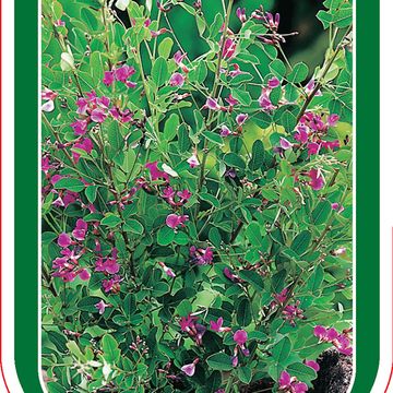 Lespedeza bicolor 'Yakushima'