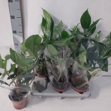 Philodendron FLORIDA GREEN