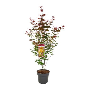 Acer palmatum 'Redwine'