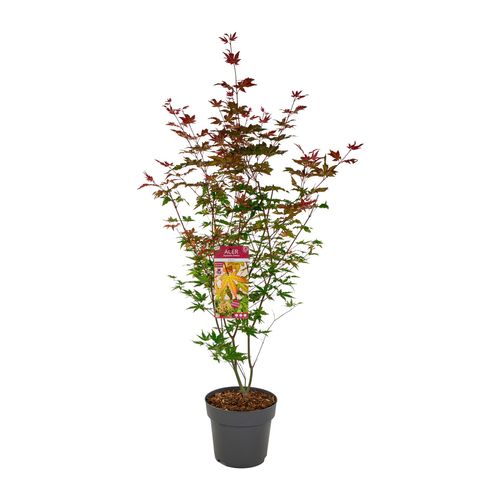 Acer palmatum 'Redwine'