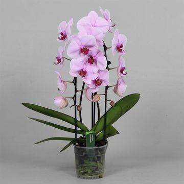 Phalaenopsis ANTHURA WASHINGTON