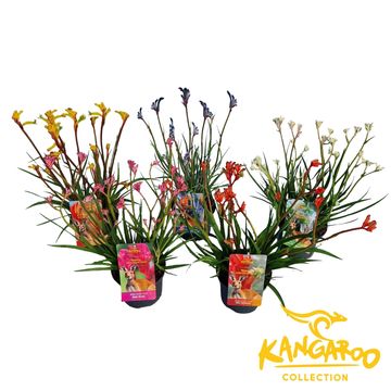 Anigozanthos MIX