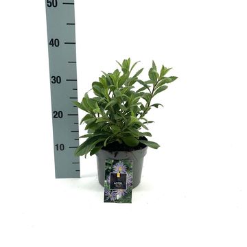Aster x frikartii 'Mönch'