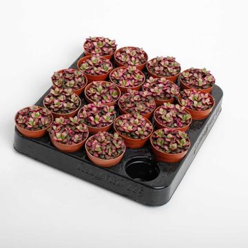 Anacampseros rufescens 'Sunrise'