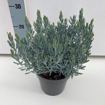 Andromeda polifolia 'Blue Lagoon'