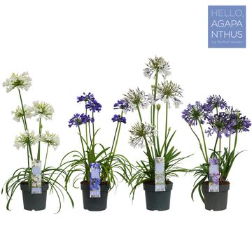 Agapanthus MIX