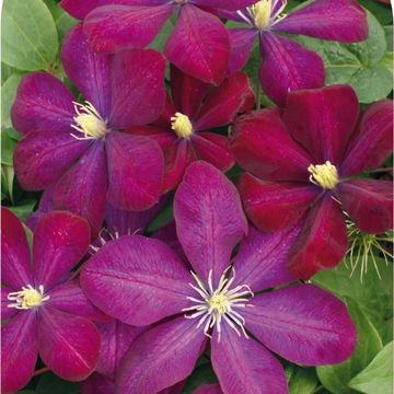 Clematis 'Voluceau' (LL)
