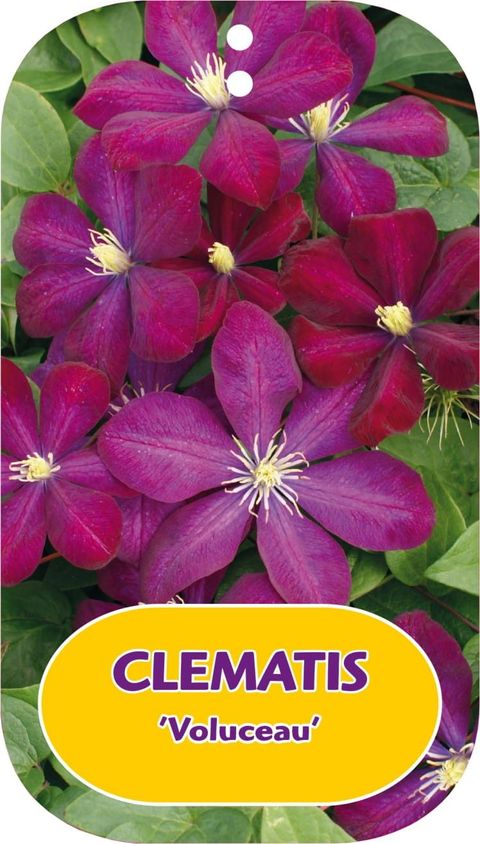 Clematis 'Voluceau' (LL)