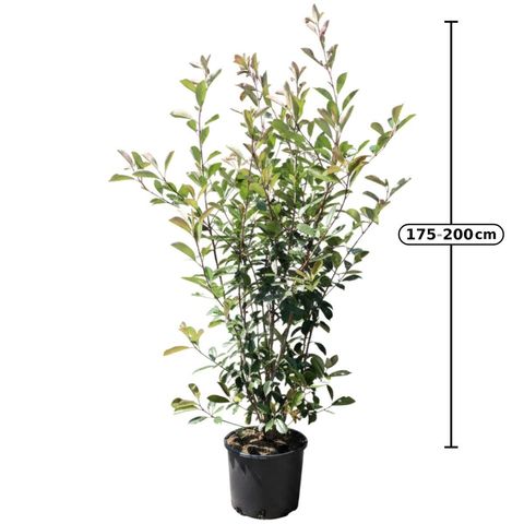 Photinia x fraseri 'Red Robin'