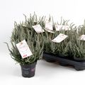 Calluna vulgaris GARDEN GIRLS FLUFFY