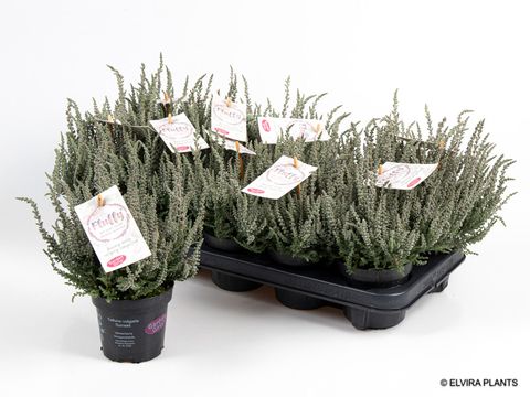 Calluna vulgaris GARDEN GIRLS FLUFFY