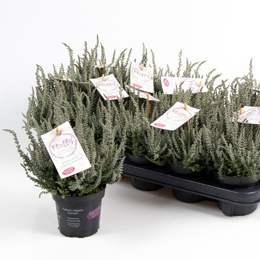 Calluna vulgaris GARDEN GIRLS FLUFFY