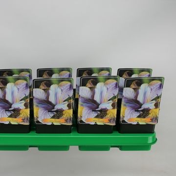 Iris sibirica 'Uncorked'