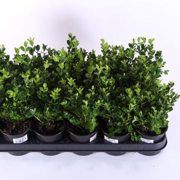 Buxus sempervirens