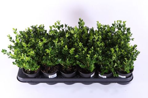 Buxus sempervirens