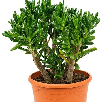 Crassula ovata 'Gollum'